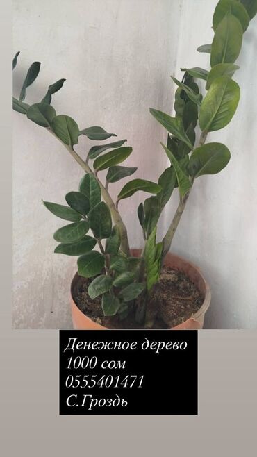 Замиокулькас (Долларовое дерево): Денежное дерево (замиокулькас) в горшке. - Крупные глянцевые листья