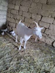 cəpiş: Salam sannen keçisi Yaxwi süt veren heyvandi bogaz olub olmadigini