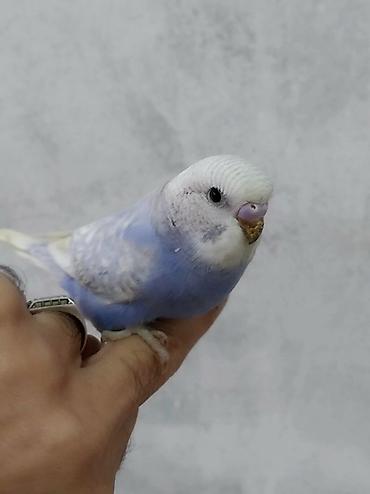 ev seraitinde cuce saxlamaq: 50 Günlük Papuqay Mehebbet qusu. - Rəng: açıq mavi–lavanda bədən, ağ — 1