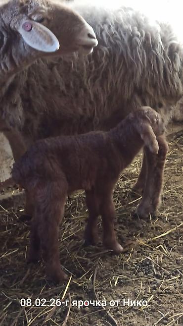 Баран, овца: Продаю | Баран (самец) | Арашан | Для разведения | Племенные — 14