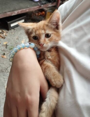 коротколапые котята: Кошка даром: Скотиш Фолд (Шотландская вислоухая), 2 месяца, Мальчик, Приучена к лотку