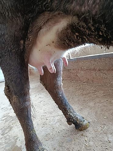 Коровы, быки: Продаю | Корова (самка) | Для молока | После отела — 5