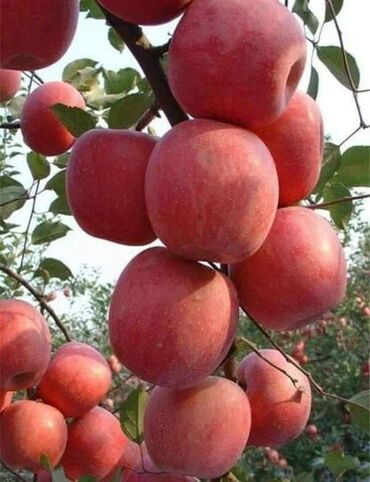где можно купить саженцы яблони в бишкеке: Семена и саженцы Черешни, Платная доставка