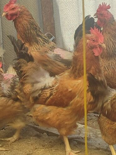 японская порода собак акита: СРОЧНО продам 5 кур. Кучинские, прошлогодние. Вес от 2 до 2,8 кг. На