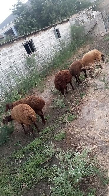 Qala sortu quzular 3 Erkey 2 dişi yaxşı kök sağlam Heyvanlar dı lalafo.az -da Qala sortu quzular 3 Erkey 2 dişi yaxşı kök sağlam Heyvanlar dı