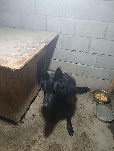 Продажа собак: Немецкая овчарка, 2 года, Самец — 14