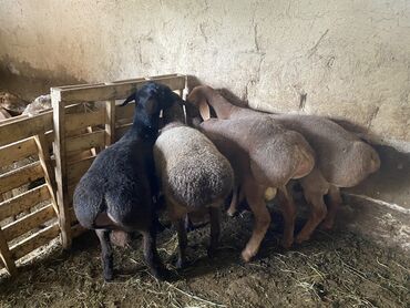 корова красная речка: Продаю | Баран (самец) | Гиссарская, Арашан | На забой, Для разведения | Племенные, Осеменитель