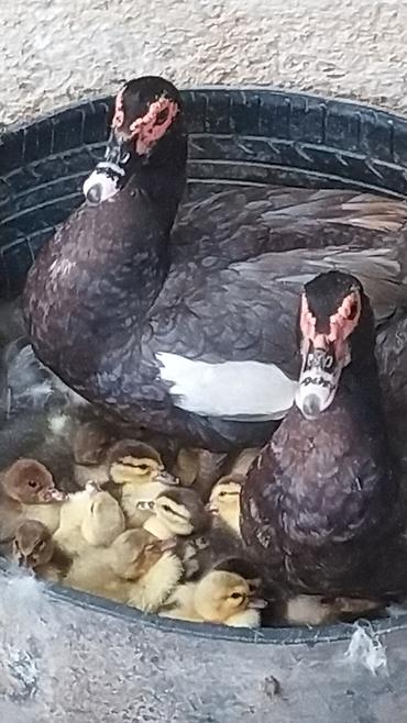 lavanda ördək: LAL ördək balaları ücün sifariş qəbulu, ayda 1-2 dəfə 20 - 30 — 2