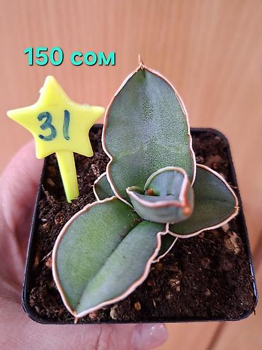 Драцены и Сансевиерии: Суккуленты Sansevieria (сансевиерия) в горшках 6–7 см. Компактные — 4