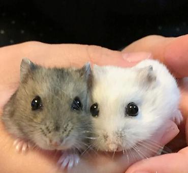 Хомяки: Джунгарские хомячки разных расцветок. Так же есть и сирийские хомячки — 5