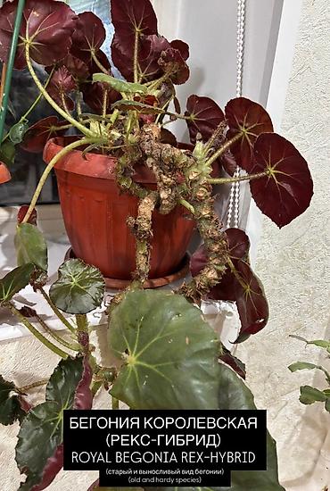 plants: Комнатные растения в горшках: 1) Хамедорея (Chamaedorea) - Тонкий — 6
