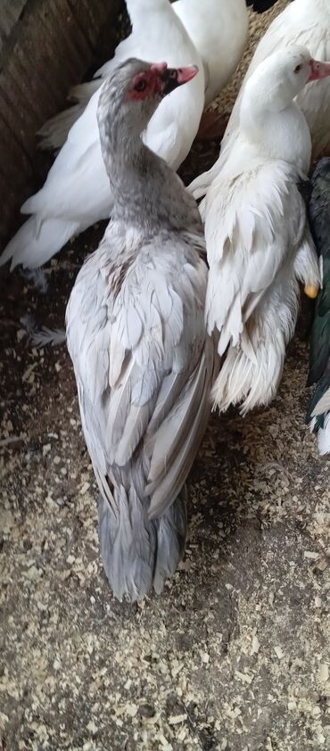 Ördəklər: Təcili satılır.Real alıcılar əlaqə saxlaya bilər — 7