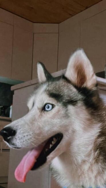 it üçün tasma: Xaski, 5 ay, Dişi, Peyvəndli, Ünvandan götürmə