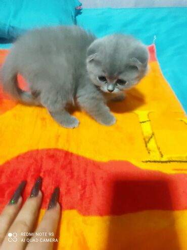 Pişiklər: Şotland, Erkək, Dişi, Yaxşı əllərə, Ünvandan götürmə — 5