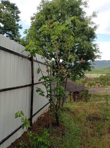 Bağ evlərinin kirayəsi: 40 kv. m, 2 otaqlı, Hovuzsuz, Kanalizasiya, İşıq, Qaz — 9