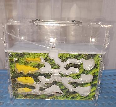 Другие животные: ‼️Колонии Муравьев с Формикариями разныные колоний большой выбор — 19