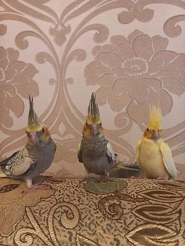 Quşlar: Nimfa (Cockatiel) tutuquşuları – 3 ədəd Xüsusiyyətlər: - Növ: Nimfa — 4