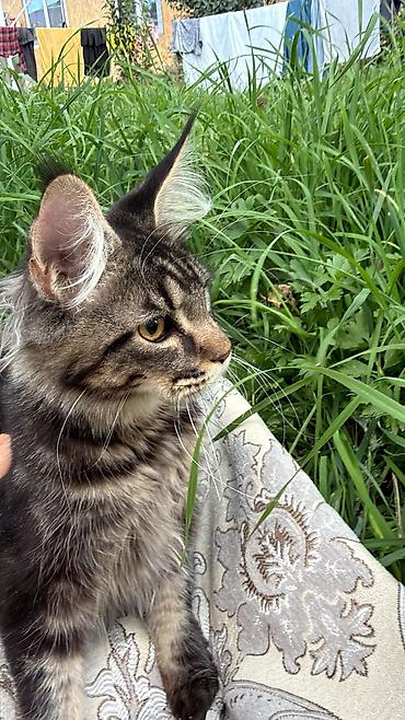 ххх с кошкой: 2 месяца, Мальчик — 5