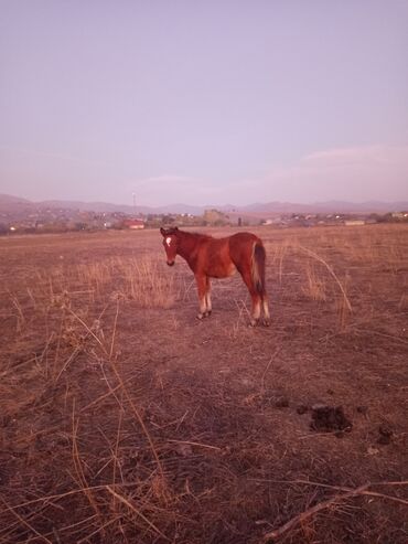 Atlar: Dişi, il: <1 -da lalafo.az — 2 Atlar: Dişi, il: <1 — 2