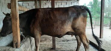Коровы, быки: Продаю | Корова (самка), Тёлка | Швицкая | Для молока | Стельные