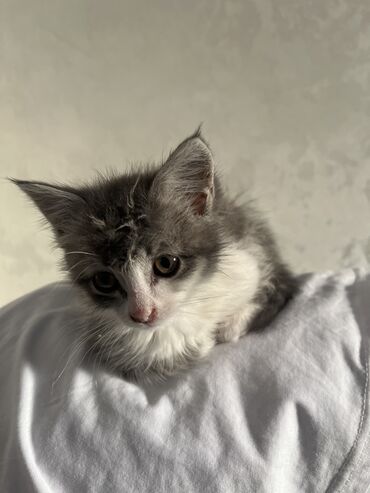 британская шоколадная кошка: Кошка даром: Беспородная, 2 месяца, Девочка