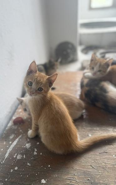 перепелка бишкек: Котят отдам в хорошие руки даром — 1