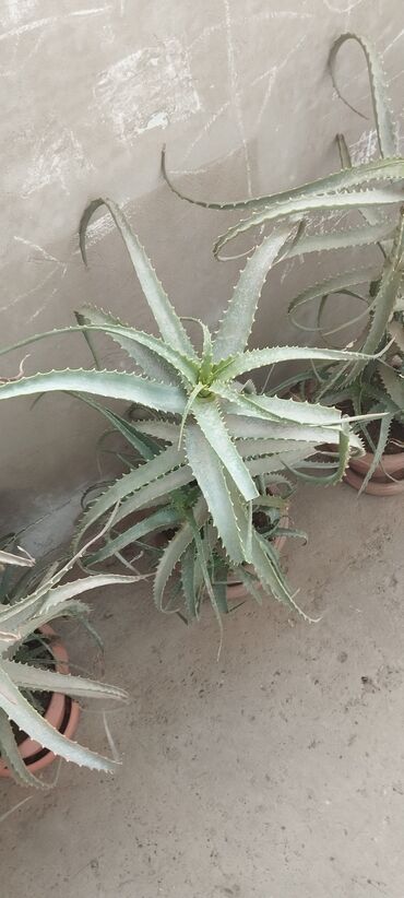 Aloe: Aloe vera gülü