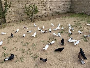 goyerçin yuvasi: Salam Aleykum . Allah hamının malına xeyir versin inşAllah . Quşlar — 9