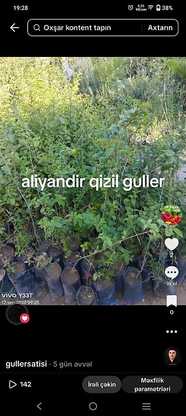 Tinglər: Məhsul: dekorativ bağ bitkiləri (fidanlar, torbada kökləndirilmiş) — 1