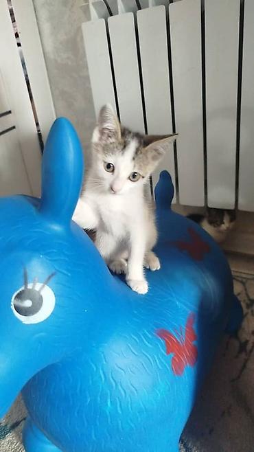 корги собака купить: Котята, домашние, игривые и ласковые Раздам бесплатно в хорошие руки — 3