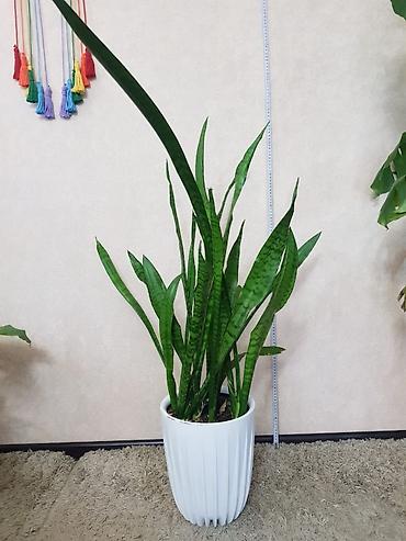 Монстеры: Продаются комнатные растения. Выращенные в домашних условиях и — 6