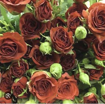 Роза: Саженцы — 16