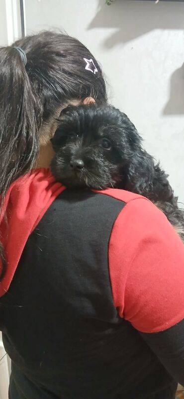 İtlər: Məhsul: Yavru itlər (iki bala) Təsvir: - Cins: Kiçik ölçülü, uzun — 5