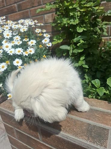İtlər: Pekines, 3 ay, Erkek, Peyvəndli, Pulsuz çatdırılma — 3