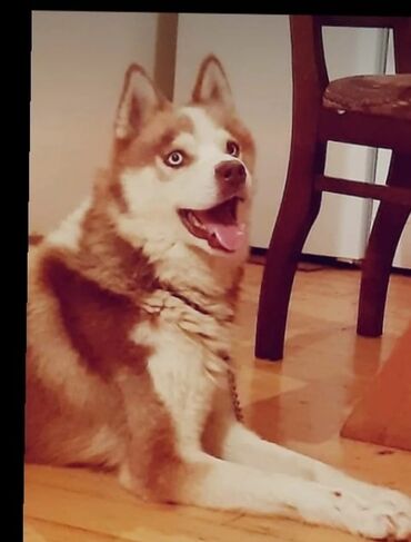 qiz it adlari: Xaski, 10 ay, Erkek, Peyvəndli, Pulsuz çatdırılma
