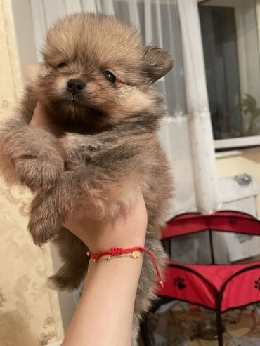 İtlər: Şpitz, 1 ay, Dişi
