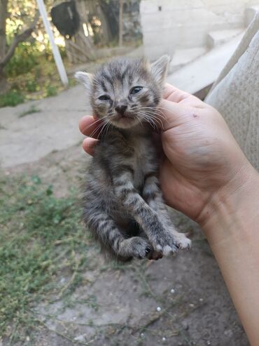 котята отдам в добрые руки: Кошка даром: Беспородная, 2 месяца, Мальчик, Проглистована