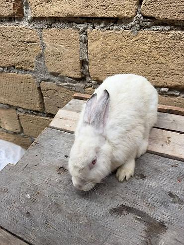 canaqlı heyvanlar: Yeri rizen sadılır riyal alıcı gelib baxada biler he bir pureblemi — 4