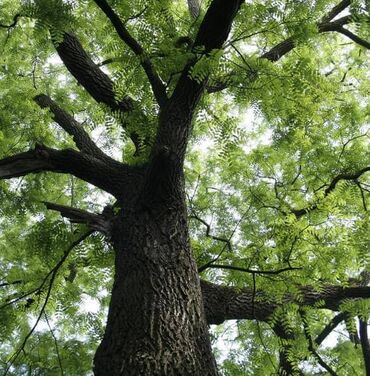 орех дерево: Продам дерево орех, диаметр более 1,5 метр, возраст более 50 лет