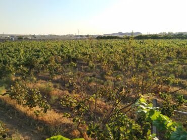 hektar: ❇️Torpaq satilir.1 Hektar Üzüm Baği Satilir, 82 sot Torpagin Pulu