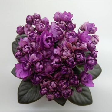 Фиалки и глоксинии: В продаже детки,пасынки сортовых мини и полумини фиалок 🌺🌿🌺 at lalafo.kg — 10 Фиалки и глоксинии: В продаже детки,пасынки сортовых мини и полумини фиалок 🌺🌿🌺 — 10