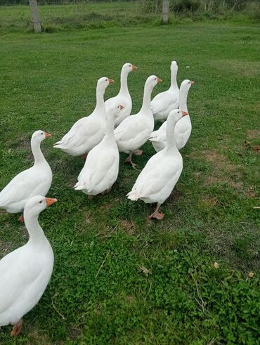 хары бюльбюль купить: Qaz satılır təmizlənmiş klo 15azn lalafo.az -da хары бюльбюль купить: Qaz satılır təmizlənmiş klo 15azn