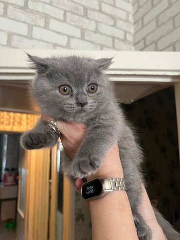 Продажа кошек: Британская короткошёрстная, 3 месяца, Девочка, Лиловый — 1