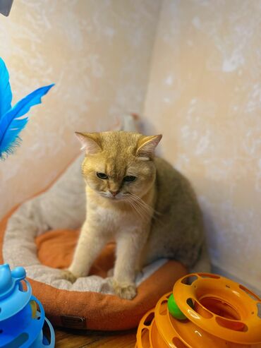 Pişiklər: Qızıl şinşilla, Erkək, Cütləşmə üçün, Pulsuz çatdırılma, Ödənişli çatdırılma, Rayonlara çatdırılma — 4