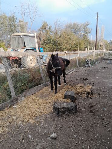 oyuncag at: Çox sakit heyvandi 30 .35 yorğa gedrir 5 yaşı var