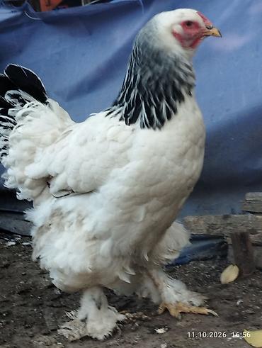 Животные: Продаю | Куры | Брама | Для разведения — 5