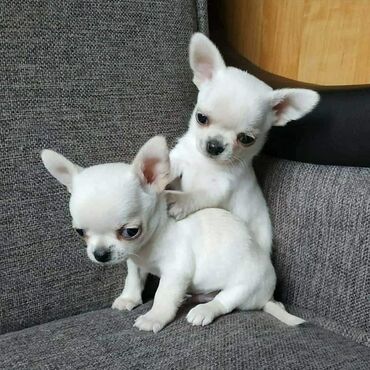 Chihuahua. 

chihuahua are now available