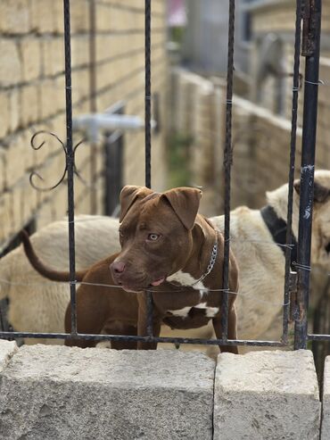 itlerin cutlesmesi: Pitbul, 5 ay, Dişi, Peyvəndli, Ünvandan götürmə