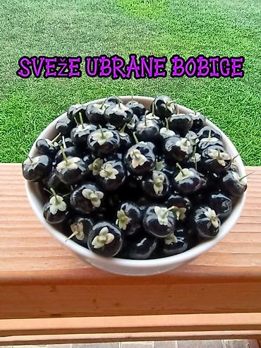 stilsko: Sveže ubrane bobice crne goji (Black Goji – Lycium ruthenicum) - — 1
