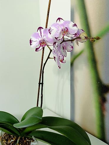 Кроссовки и спортивная обувь: Фаленопсис в горшкена всех вото 4 горшочных цветка. каждое растение по — 9